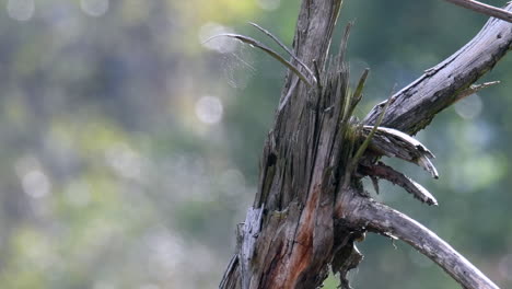 Leaves-moving-in-the-wind-in-Bogota