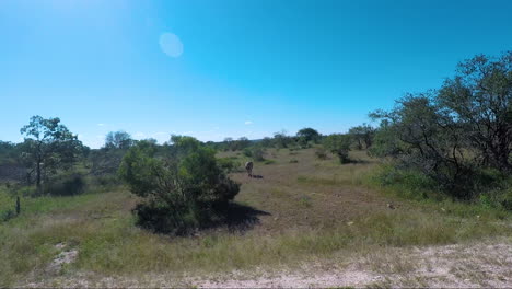 Driving Around In Kruger Park Adventure In South Africa