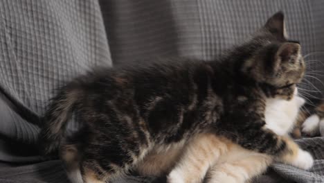 Slow-motion-shot-of-kittens-playing-with-each-other-on-a-sofa