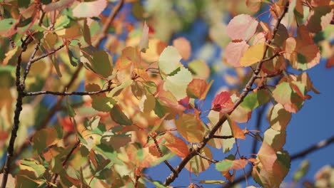 colorful autumn leaves on dark slender branches