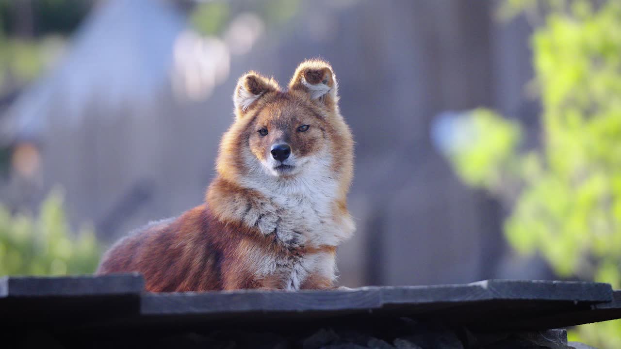 hermosa foto de un dhole salvaje sentado a la luz del sol de la hora dorada