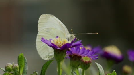 large white butterfly on aster amellus flower, taking nectar