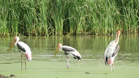 marabou stork in the nature