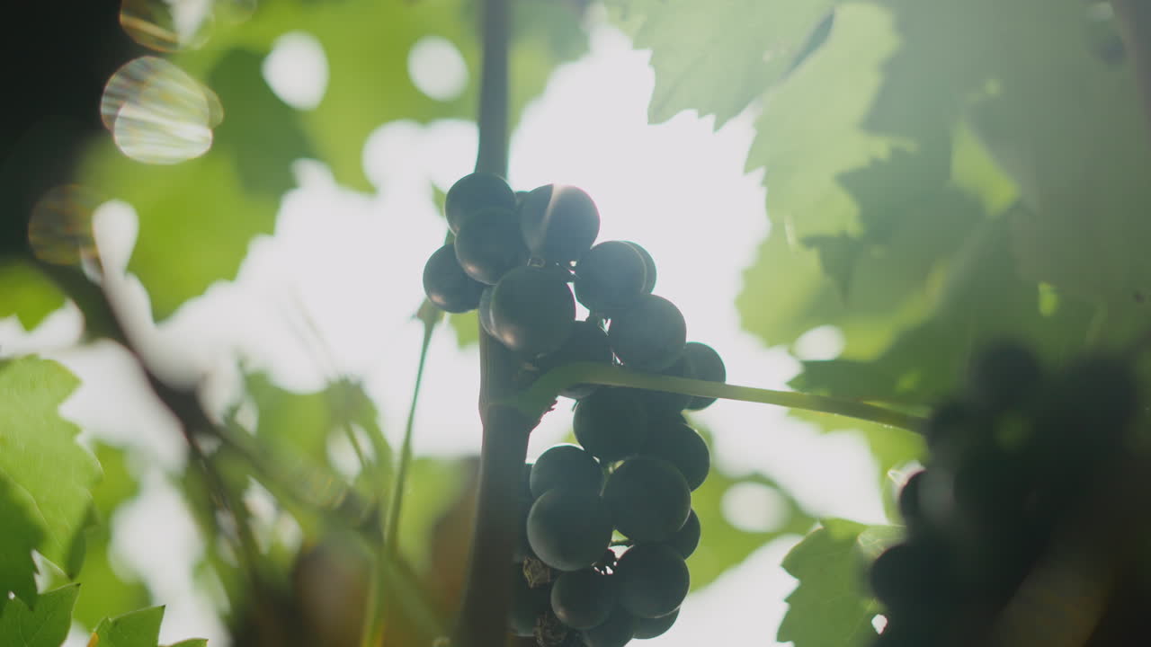 Bunches of Grapes on the Vine