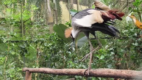 grano coronado gris en un zoológico
