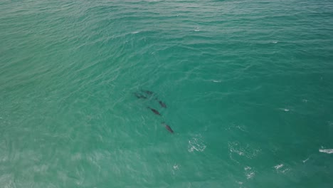 aerial drone footage of a small pod of dolphins including a mother and baby dolphin in albany western australia