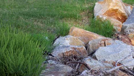 bird moves across rocks searching for food