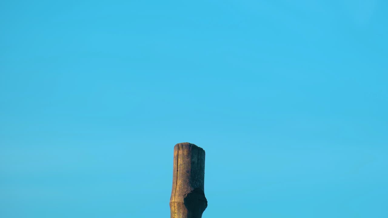 파란 하늘 바탕 에 앉아 있는 방글라데시 까마귀 새