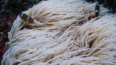 primer plano de una anémona blanca blanqueada por el agua cálida causada por el cambio climático