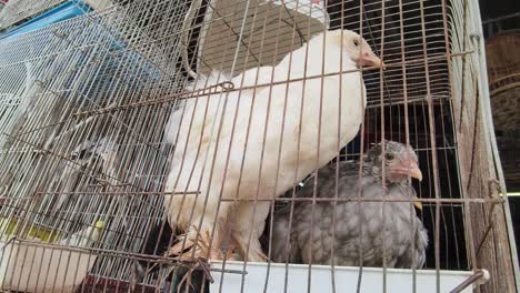 chickens in cages at a market