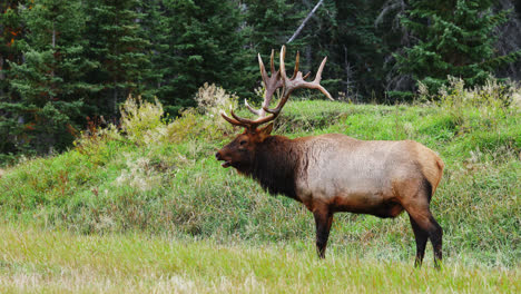 alces en celo mirando alrededor del prado en alberta, canadá