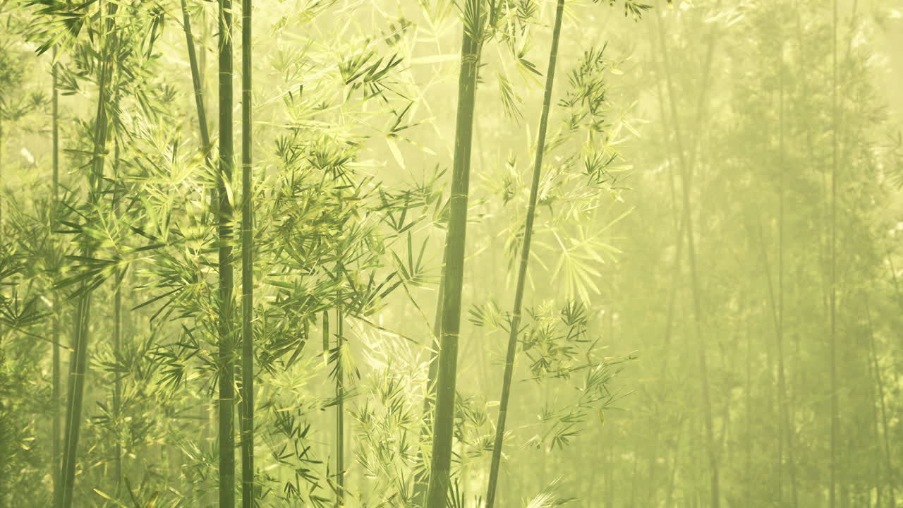 bosque de bambú en la densa niebla