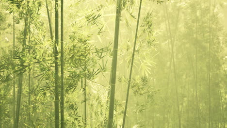 bamboo grove in dense fog