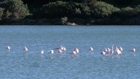 Slow-motion-close-up-shot-of-wild-flock-of-pink-flamingos-standing-in-shallow-coastal-lagoon-in-Sardinia,-Italy