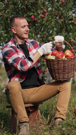 happy mid aged farmer sitting in the apple orchard is satisfied with crop of fruit. harvesting season on beautiful sunny day in the green garden. vertical video