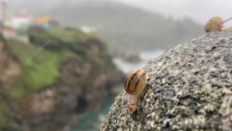 close up view of pair of snails crawling over rounded rock on cliff edge in the rain with bokeh background