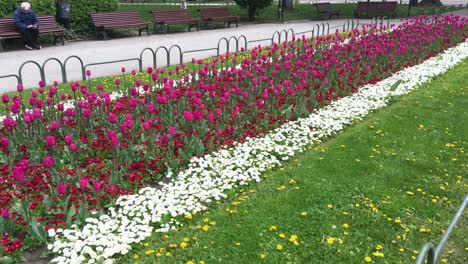 Jardín-Del-Parque-De-La-Ciudad-Con-Flores