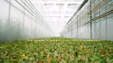 roses sprouts in flower greenhouse