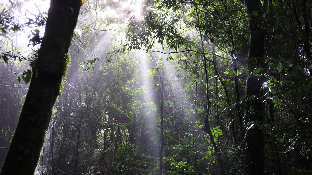 Sunbeams piercing mist in a dense woodland