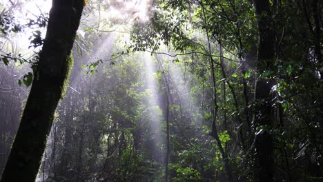 sunbeams piercing mist in a dense woodland