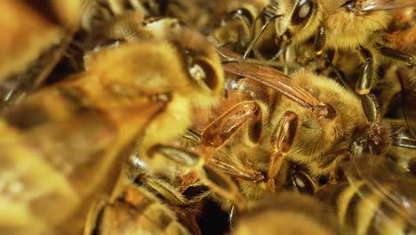 close-up of honeybees in a hive