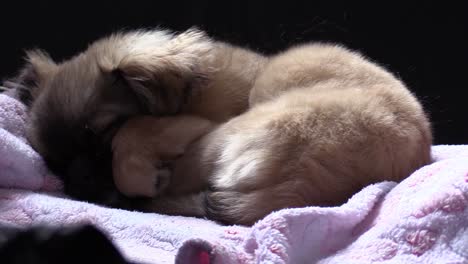 wide shot of tibetan spaniel dog going breeding in sleep