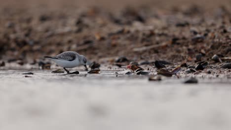 snowy plover feeding on the beach