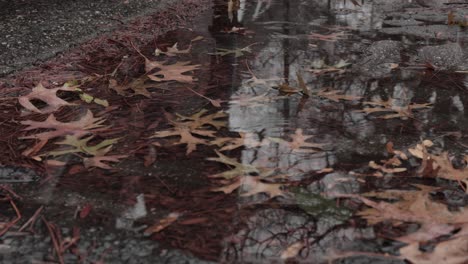 small puddle with fallen autumn leaves reflecting the pedestrians on the sidewalk during gentle snowstorm in brooklyn, new york - high angle close up shot