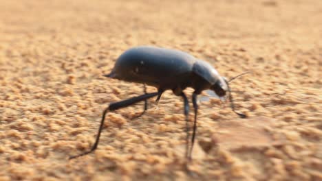 Schwarzkäfer-Ist-Der-Gebräuchliche-Name-Der-Großen-Käferfamilie-Tenebrionidae.