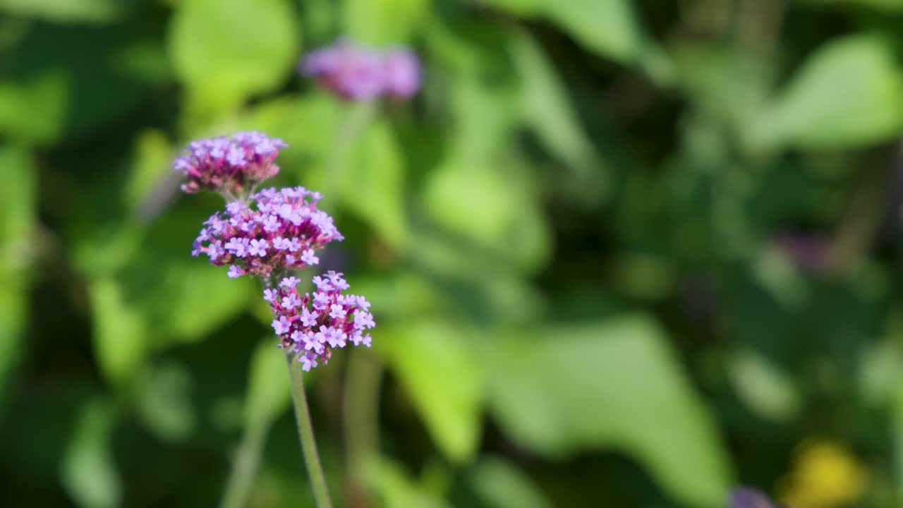 Close-up of purple verbena flower gently moving in summer breeze, bright natural daylight, shallow focus