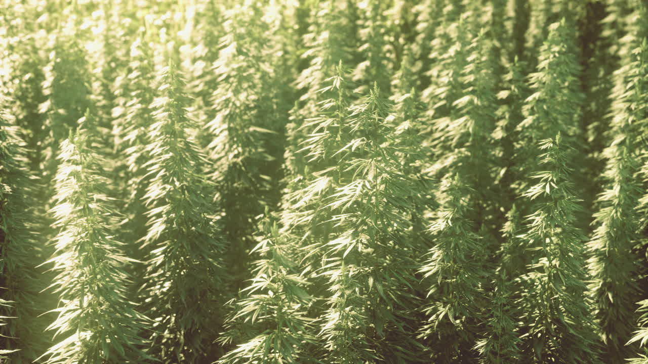зеленые растения каннабиса, растущие под солнечным светом на пышном поле