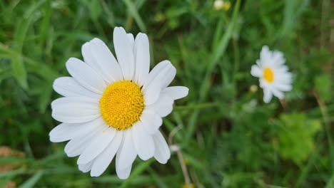 the daisy flower moves beautifully in the wind