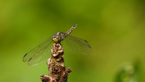 libélula en arbusto esperando orar.