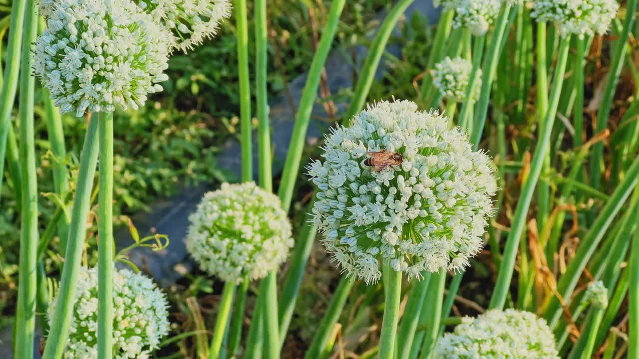 Närbild på ett bi som samlar nektar på en vit lökblomhuvud, omgiven av gröna stjälkar och upplyst av varmt solljus, vilket framhäver fina texturer och naturliga detaljer