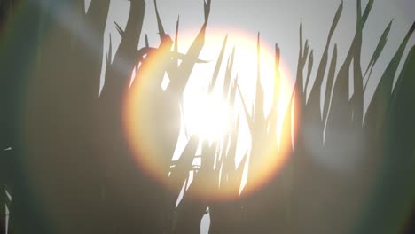 sol brillando a través de las hojas