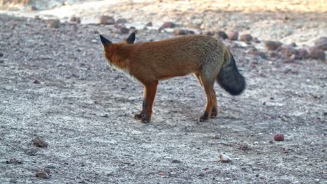 tracking shot of red fox smelling search for dug food in rocky terrain