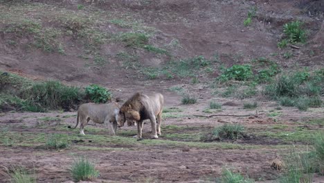 León-Macho-Y-Hembra-Caminando-Juntos-En-El-Lecho-De-Un-Río-Seco,-Deteniéndose-Para-Amorosamente-Bozalarse-Y-Saludarse-En-El-Parque-Nacional-Kruger,-Sudáfrica