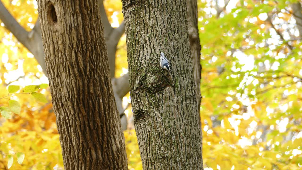 white-breasted nuthatch bird on tree trunk during winter snow autmn