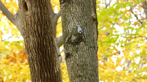 Weißbrüstiger-Kleibervogel-Auf-Baumstamm-Im-Winterschnee-Im-Herbst