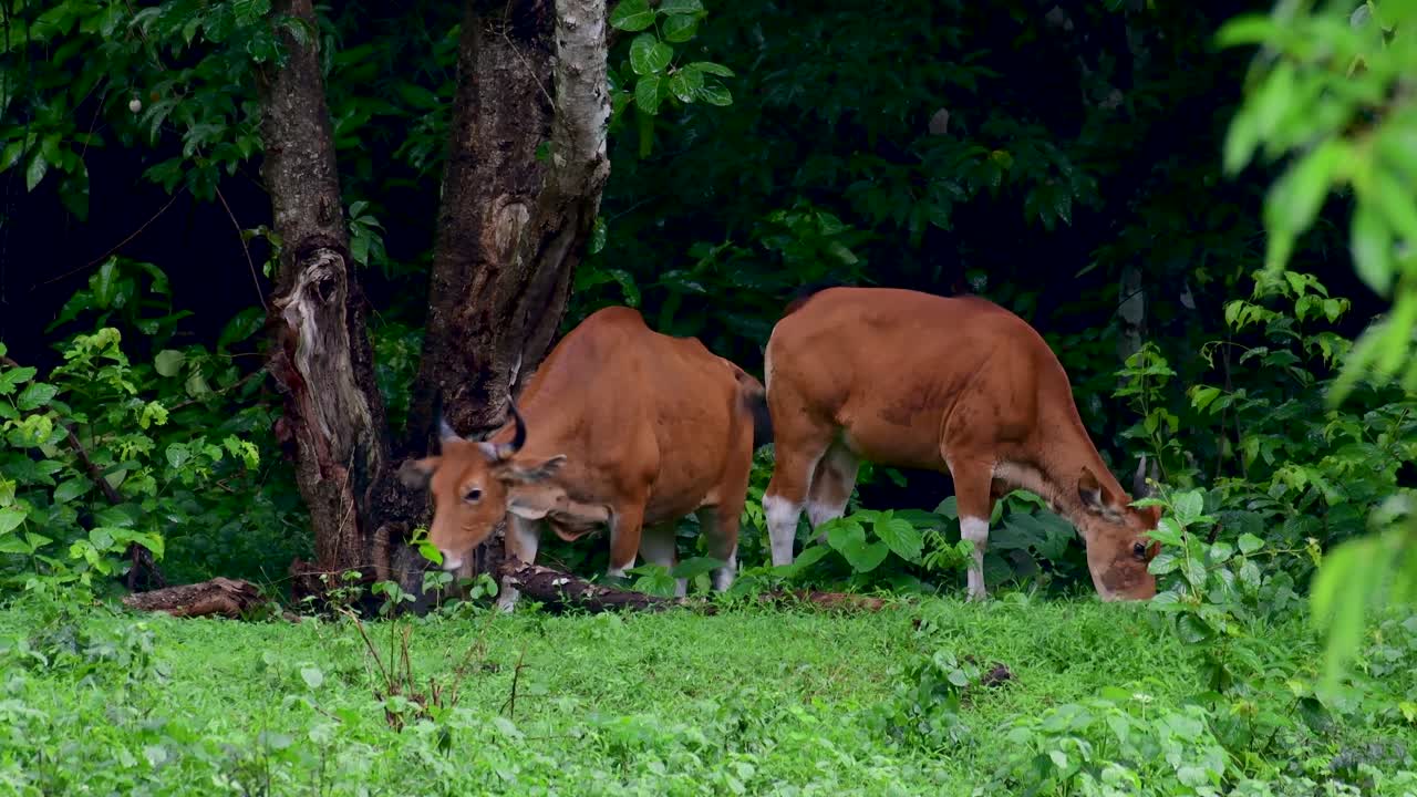 el banteng o tembadau, es un ganado salvaje que se encuentra en el sudeste asiático y se extinguió en algunos países
