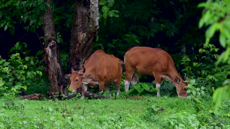 Banteng-Oder-Tembadau-Ist-Ein-Wildrind,-Das-In-Südostasien-Vorkommt-Und-In-Einigen-Ländern-Ausgestorben-Ist