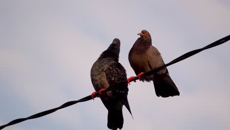 Two-pigeons-is-stay-at-electric-cable