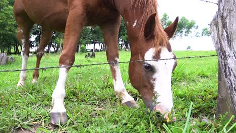 un caballo en campo abierto comiendo hierba durante el verano en brasil