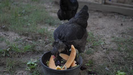 chicken eating melons in front of chicken coop in slow motion 4k