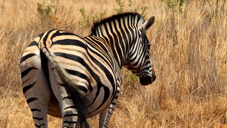 plains zebra in african savanna