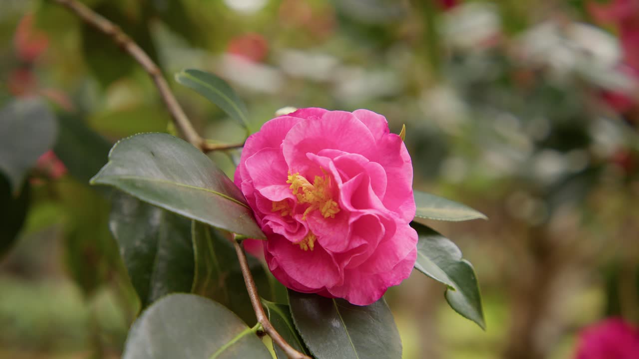 A vibrant camellia in full bloom with soft petals and rich details. Captured in 4K slow motion, this shot showcases the elegance of nature and botanical beauty.