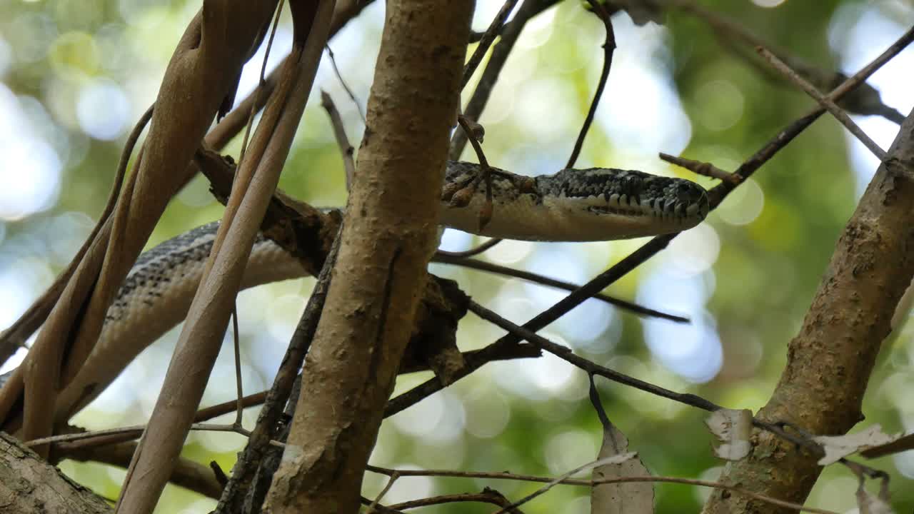 열대 우림 에서 근접적 으로 사냥 하는  파충류 - 다이아몬드 파이톤