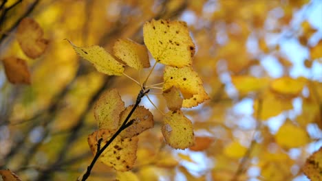 orbit-around-orange-leaves-on-tree-branches-against-sky-on-blurred-background