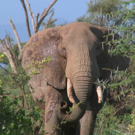 Ein-Wütender-Afrikanischer-Elefant-Verhält-Sich-Drohend,-Als-Wollte-Er-Angreifen