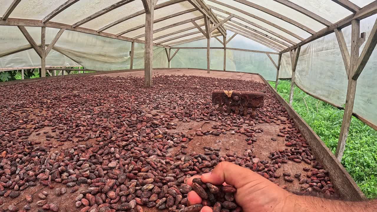 View of a white man's hands handling cocoa at a drying shelter. Sao Tome,Africa